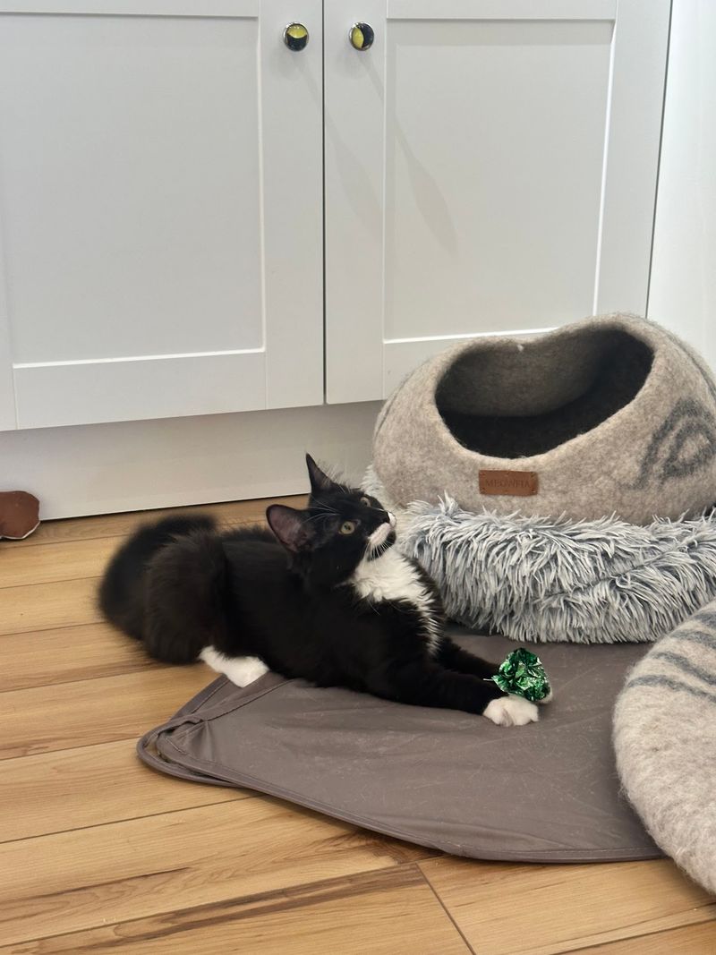 Yoga Mats, Card Games, And Feline Coworkers