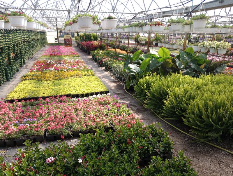 Mums, Pumpkins And Fall Color