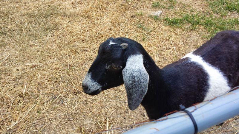 Little Ones Get Goats, Bounce Houses, And Pottery