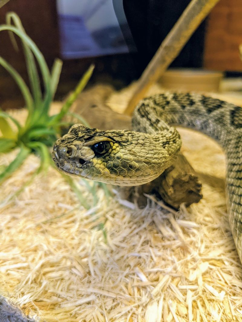 You Can Watch Experts Collect Snake Venom At This Kentucky Zoo With One Of The Biggest Venomous Snake Collections In The World - Decor Hint Stick Around At 3 PM For A Live Reptile Talk