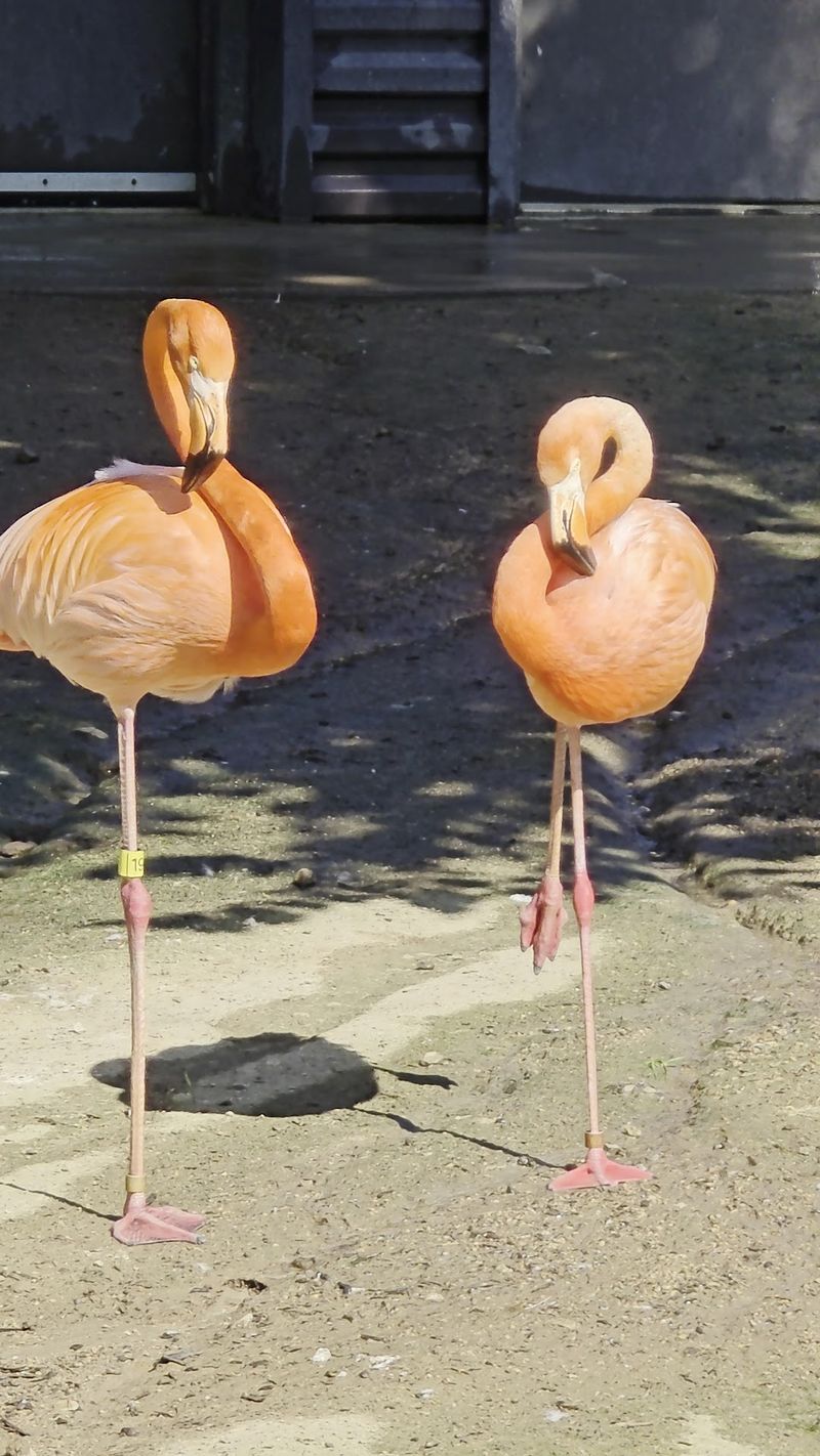 Kids Ride A Real 1890s Steam Train Around This Nebraska Park Every Summer Weekend - Decor Hint Giraffes And Flamingos Might Wave As You Roll Past