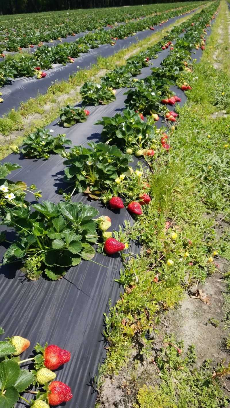 Sweetberries of Crawford Farms