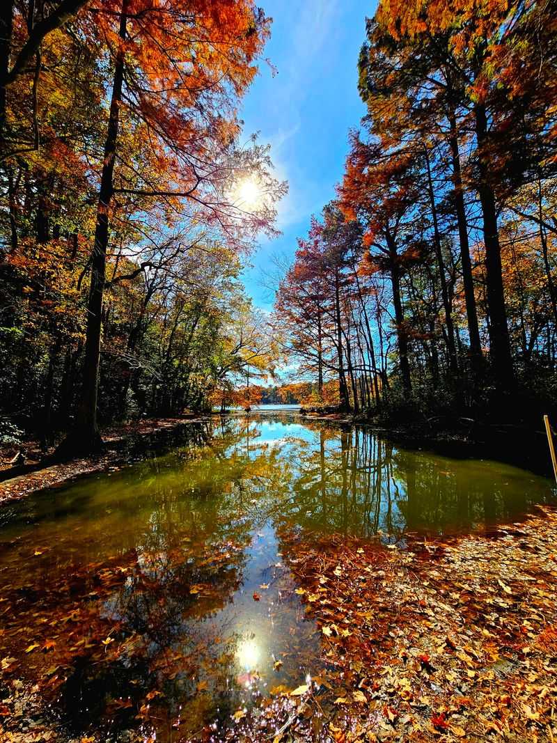 Sleep Near The Swamp In A Cabin Or Yurt