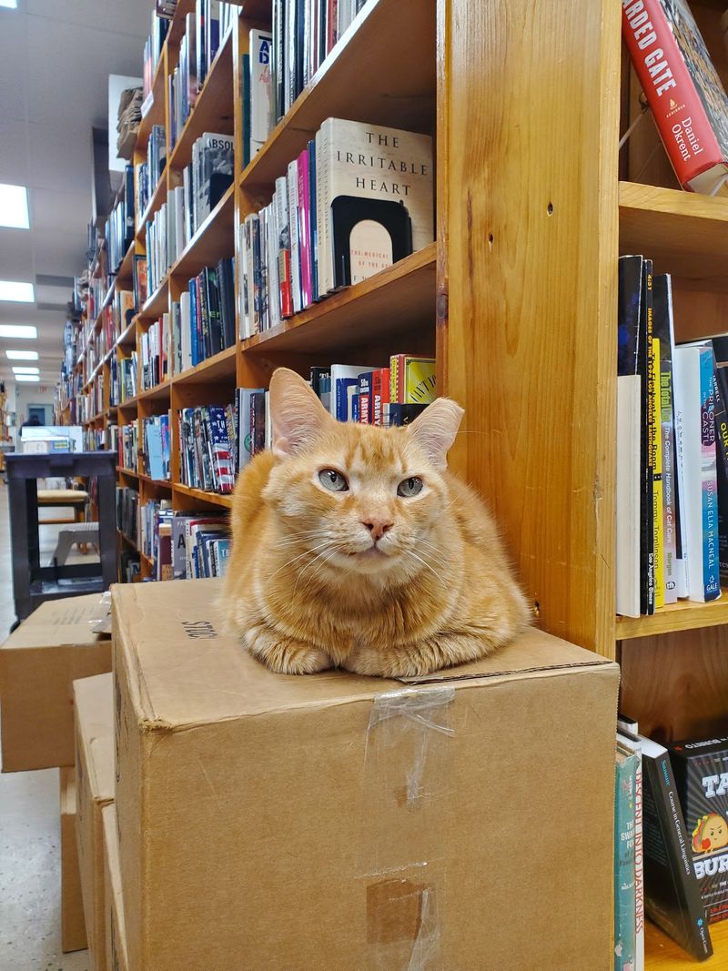 The Entire Book Collection Had To Be Moved By Hand When The Store Relocated In 2022