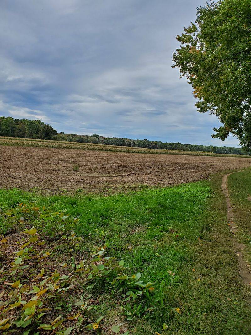 Centuries Of Cows And Farm Fields