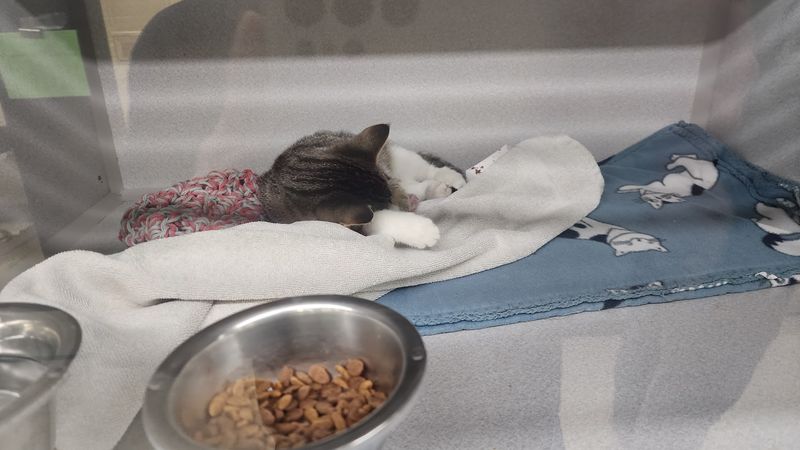 Spotless Kennels That Keep Sniffles From Spreading
