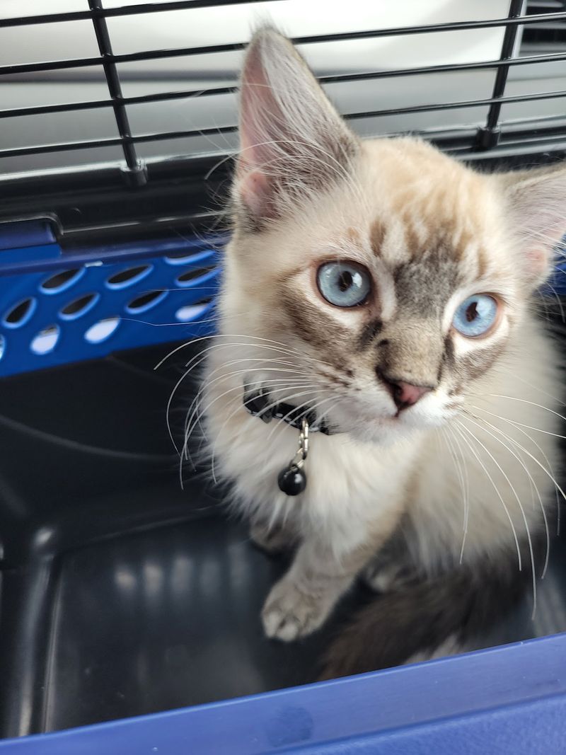 Paws & Claws Adoption Center