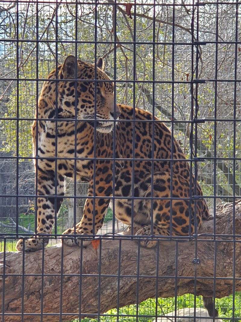 Project Survival "Cat Haven", Dunlap