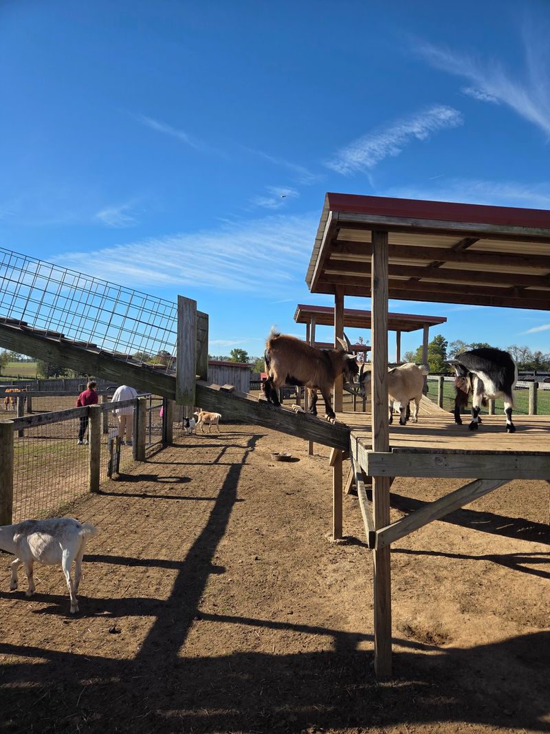 This Kentucky Apple Orchard Was Named The Best Place In The State To Go Apple Picking - Decor Hint Goats, Donkeys, And A Mini Horse Want To Say Hello