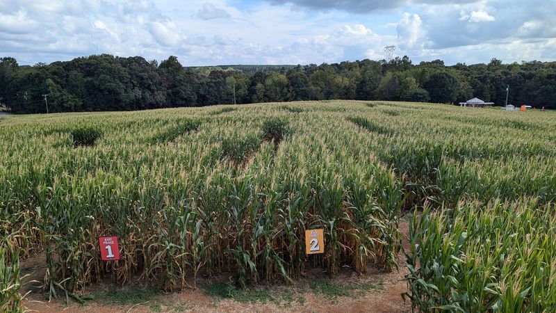 Shelby Corn Maze