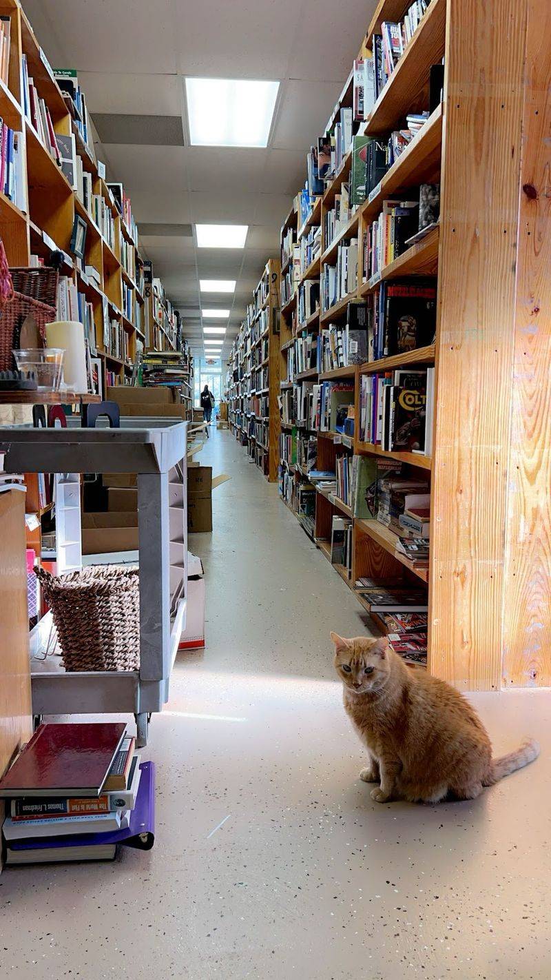 Resident Cats Still Wander The Aisles Between The Shelves