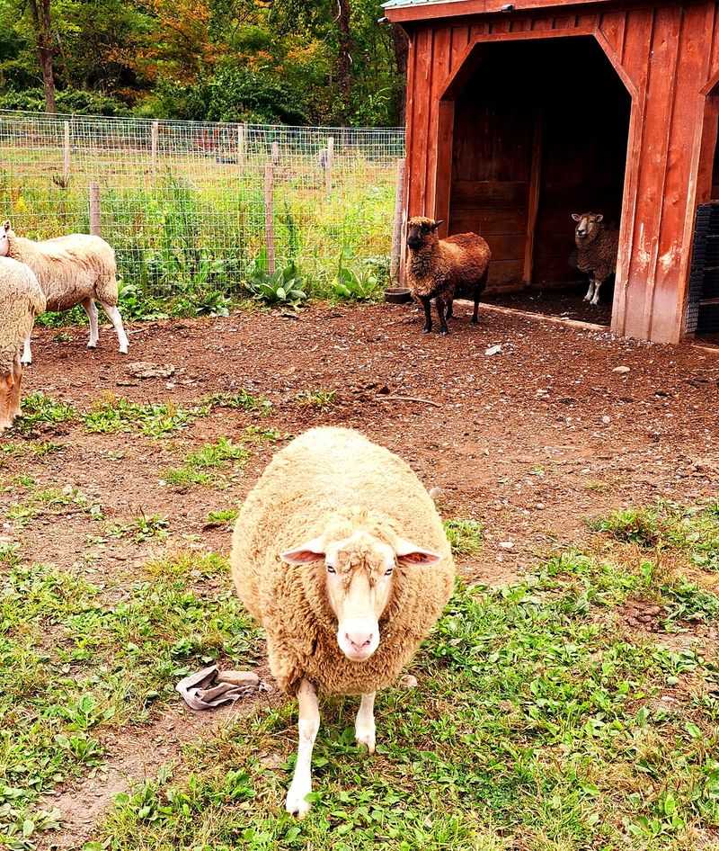 Broome Animal Sanctuary, Middleburgh