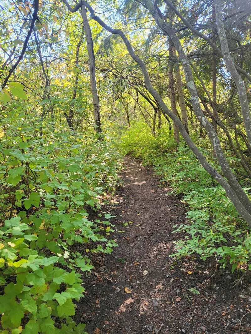 Trails, Picnic Tables, And Maybe A Moose