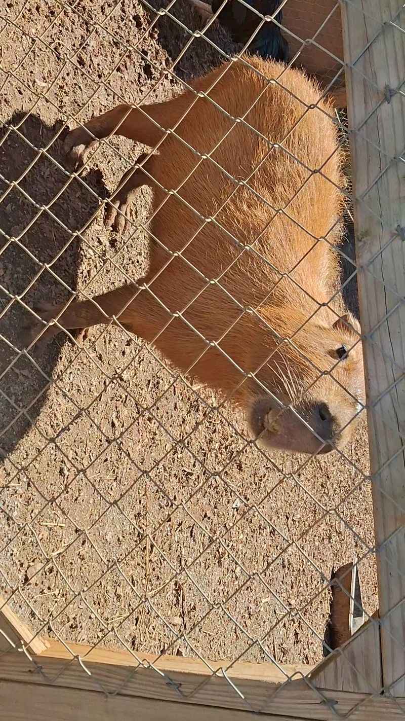 This North Carolina Safari Lets You Hold Hands With Tiny Otters, And They Might Even High Five You - Decor Hint Capybaras Know Exactly Where They Want To Be Scratched