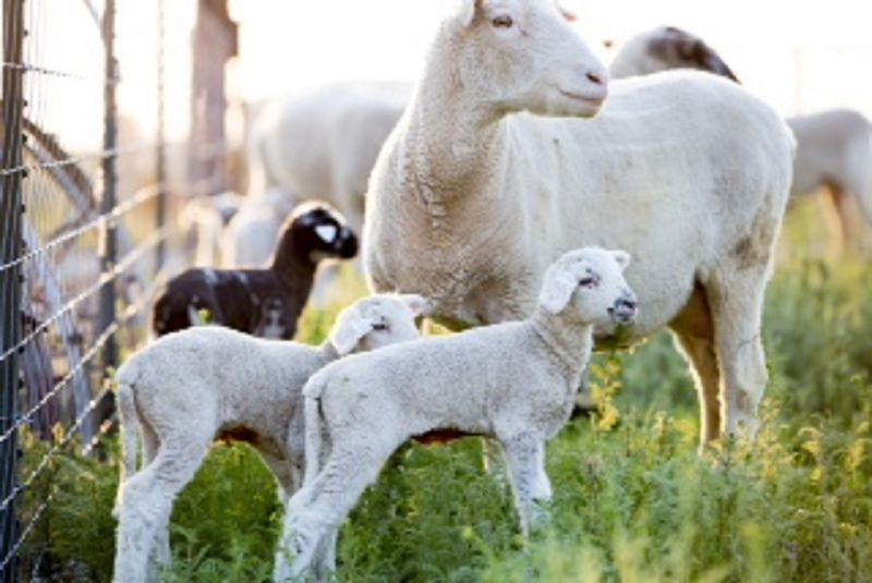 Gutierrez Family Farms In Nampa