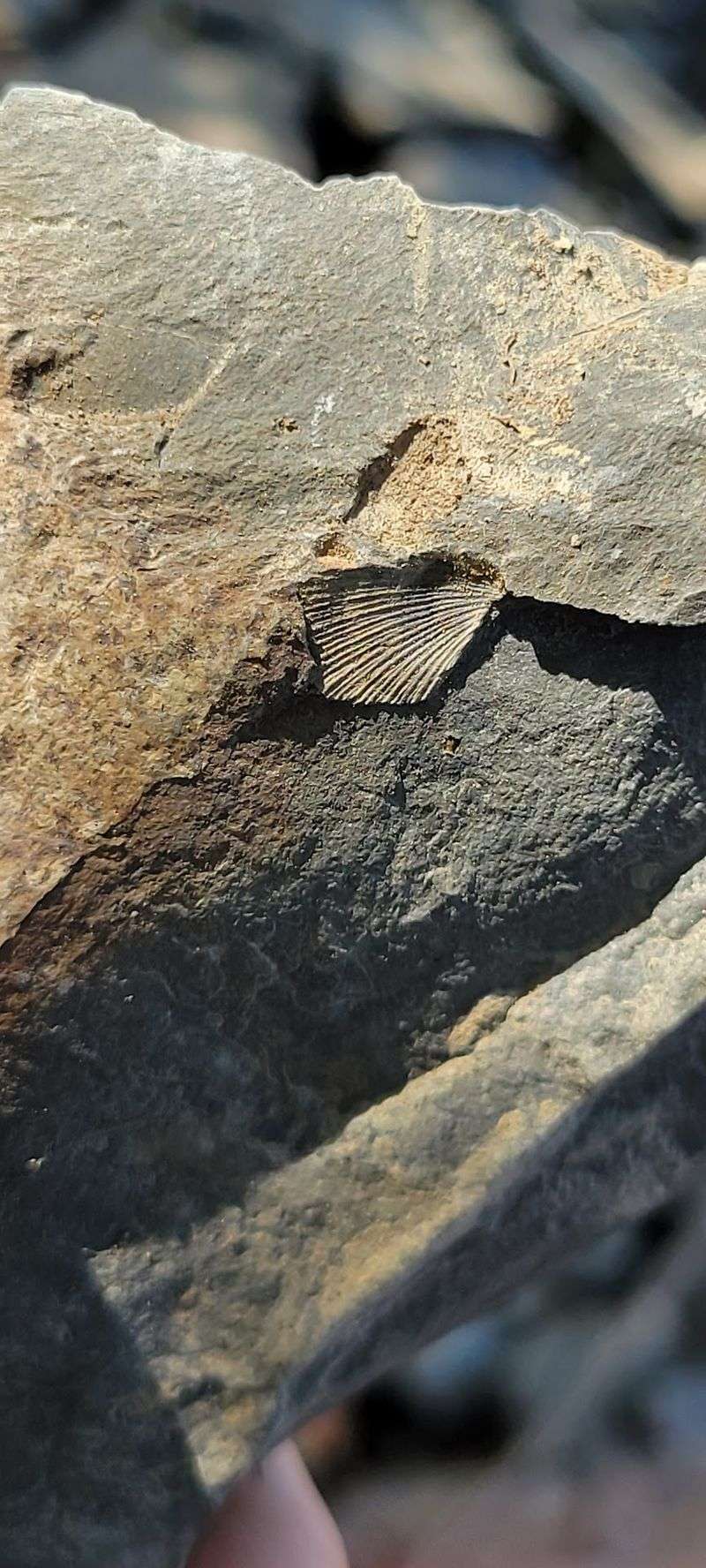 Brachiopods, The Shells You'll Probably Meet First