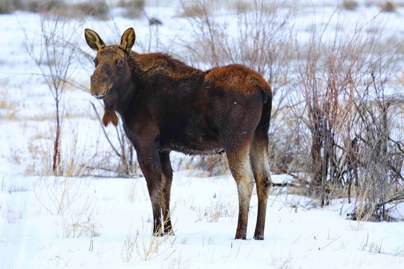 Moose, Pronghorn, And Small Surprises