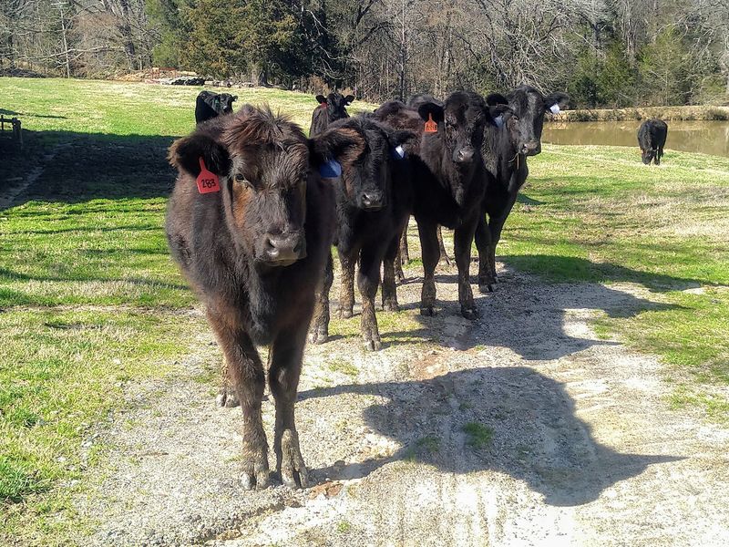 The Cook Cattle Farm