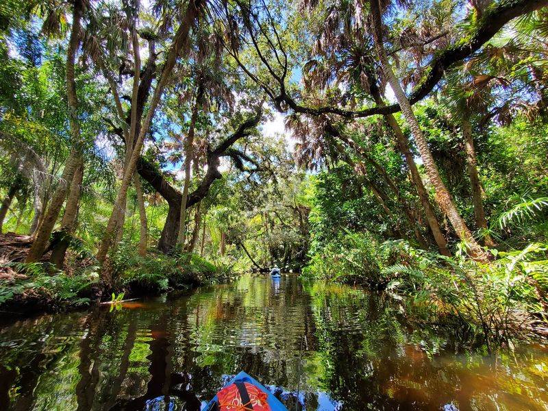 Paddles on Calm Water