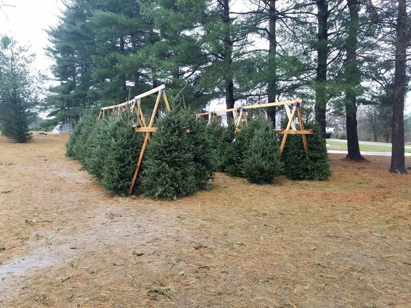 Werkmeister Christmas Tree Farm