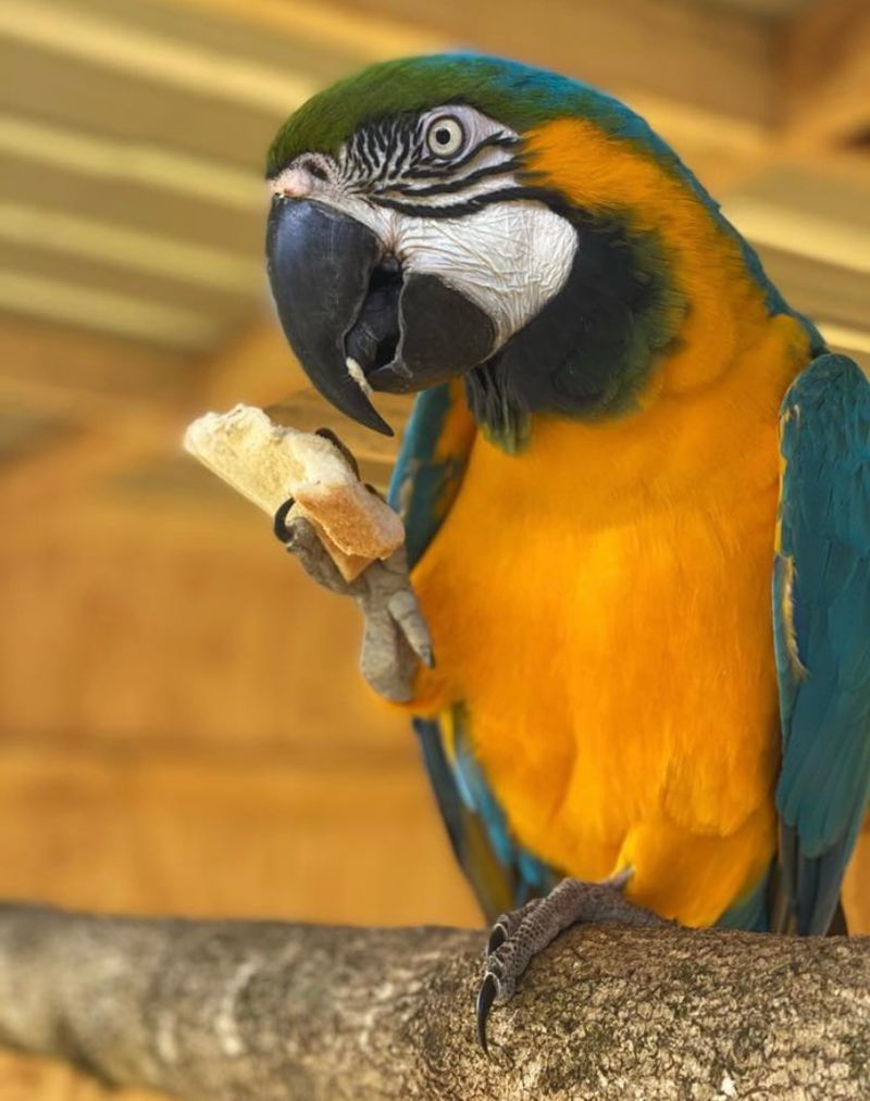 The Aviary Where Your Arm Becomes A Perch