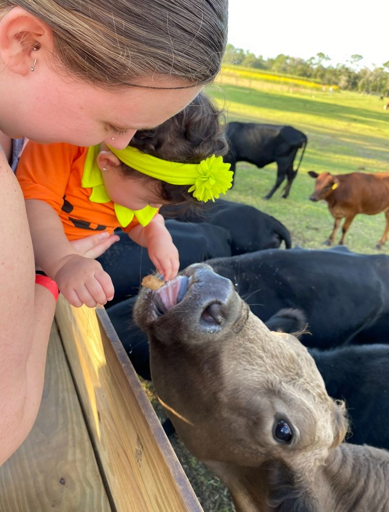 Meet the Chickens, Pigs and Barnyard Regulars
