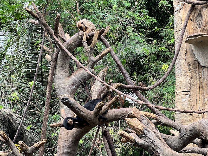 Monkeys, Gibbons, And Other Treetop Acrobats