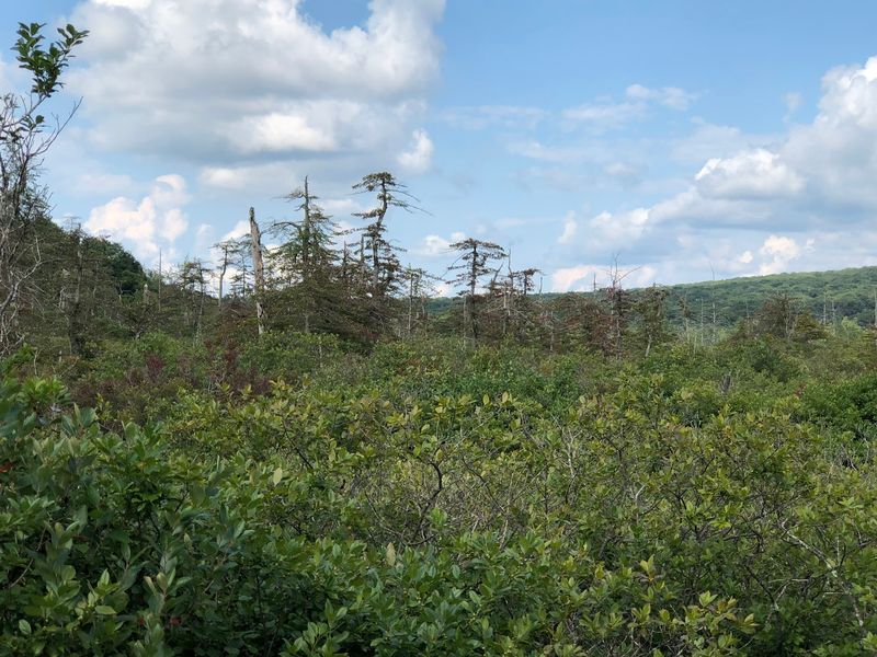 Finzel Swamp Preserve