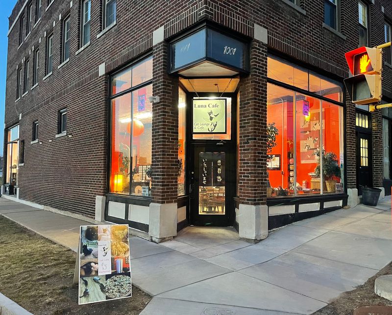 Luna Cat Cafe, Syracuse
