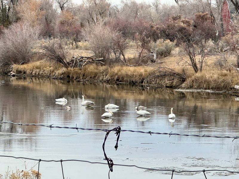 Market Lake Wildlife Management Area - Idaho Fish and Game In Roberts