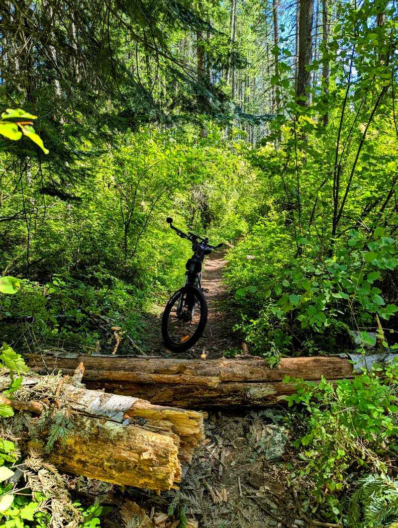 Forty Miles Of Forest Trails