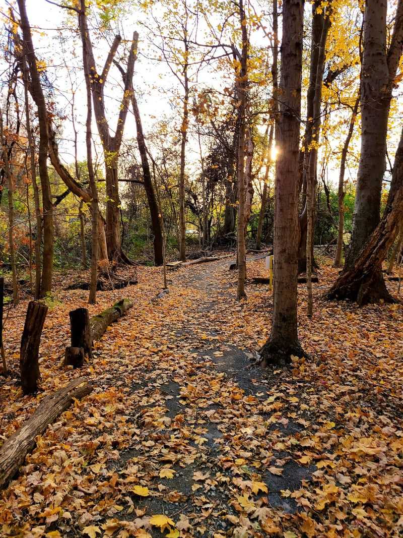 Keep Your Eyes Up On The Short Woods Walk