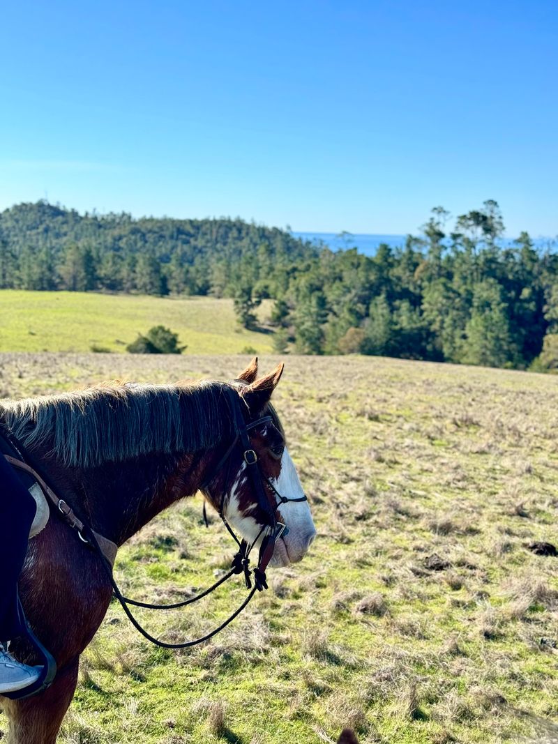 The Horses Have Distinct Personalities