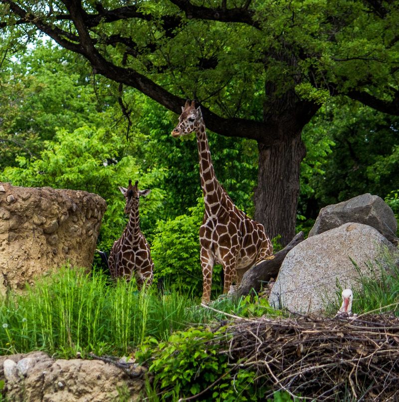 Climb Upstairs, Feed Lettuce To Giraffes, And Even Pet Them At This Nebraska Zoo - Decor Hint Every Angle Around The Yard Deserves A Photo