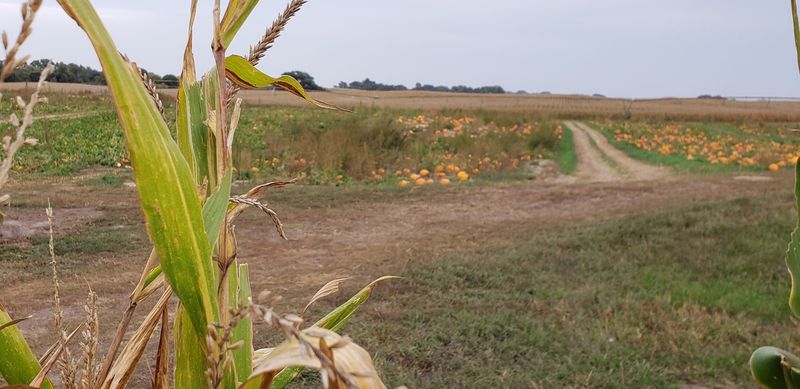 Until Halloween These 8 Nebraska Pumpkin Patches Let You Pick Pumpkins - Decor Hint The ScareCrow Patch