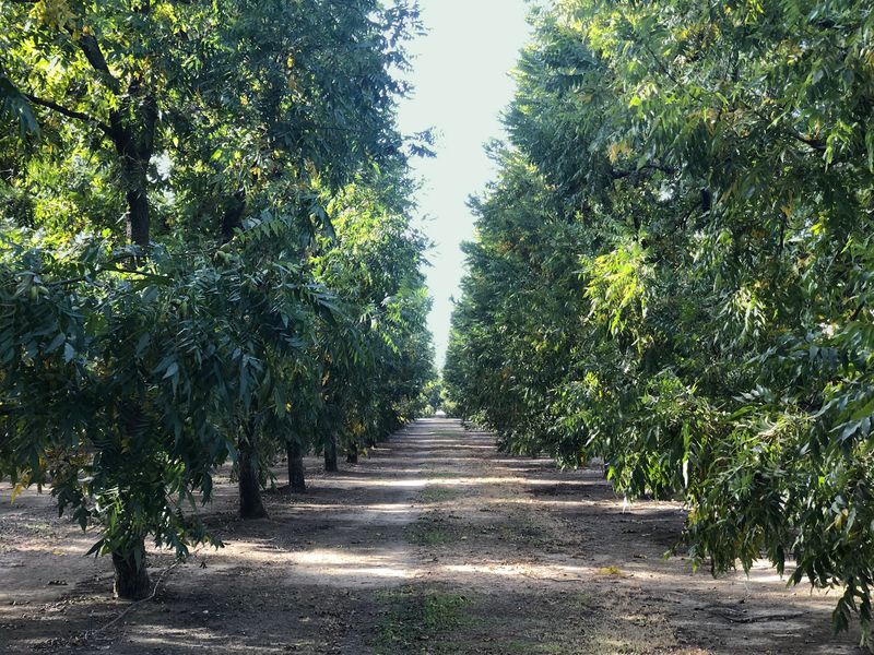 Northern California Pecan
