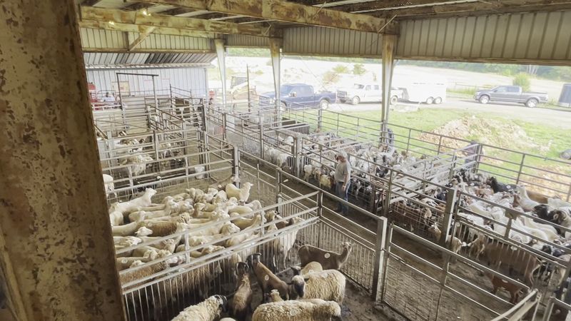You Can Actually Buy Cattle, Goats And More At This Old-School North Carolina Livestock Auction - Decor Hint Come Back For Sheep And Goat Auctions Held On Select Fridays