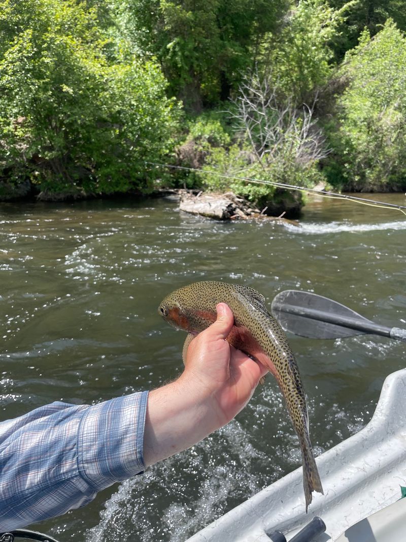 Green Drakes And Picky Rainbows