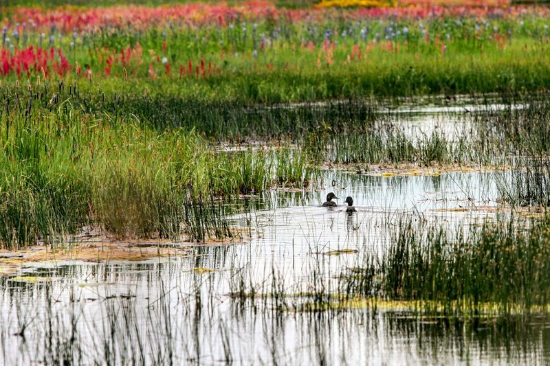 Idaho Is Home To An Ice Age Floods Trail Where Giant Ripple Marks Span Whole Hillsides - Decor Hint Antelope, Muskrats And Sheep Wagons Round Out The Cast