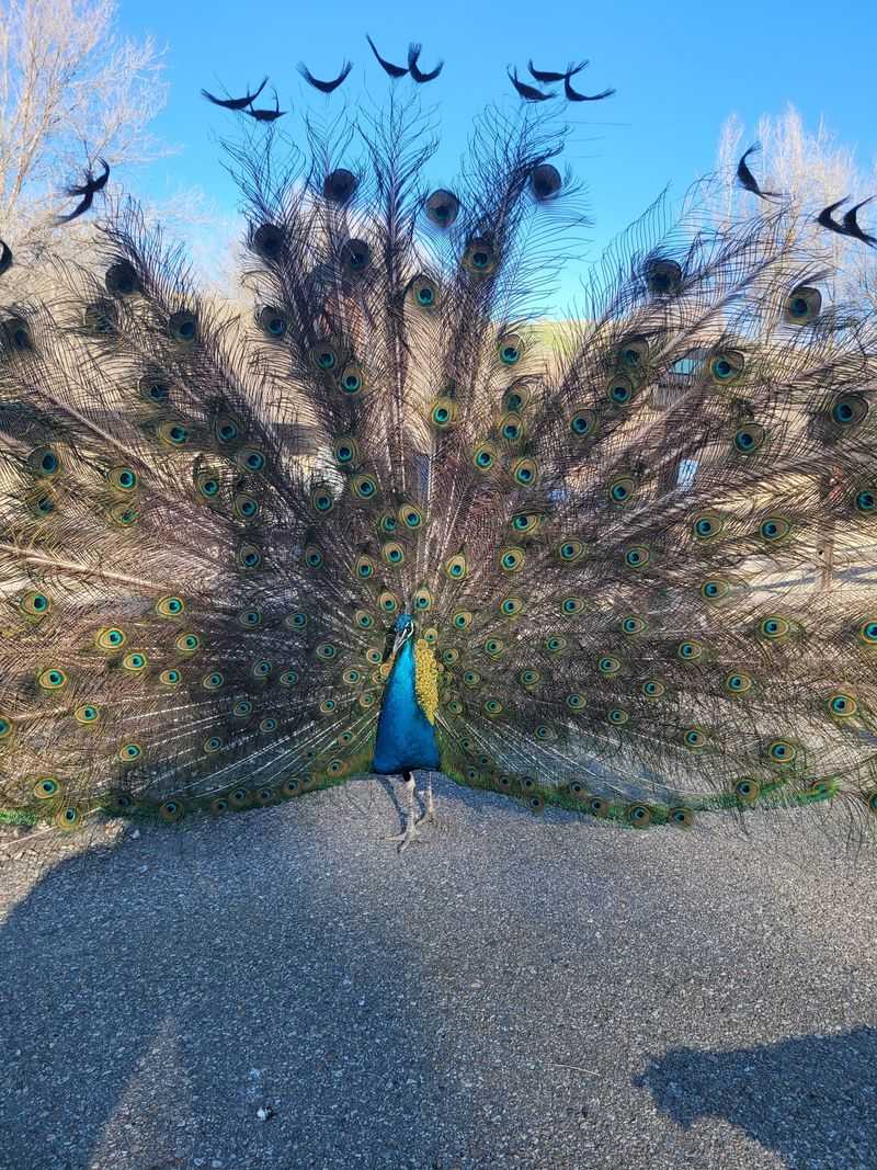 Peacocks Strutting Like They Own The Place