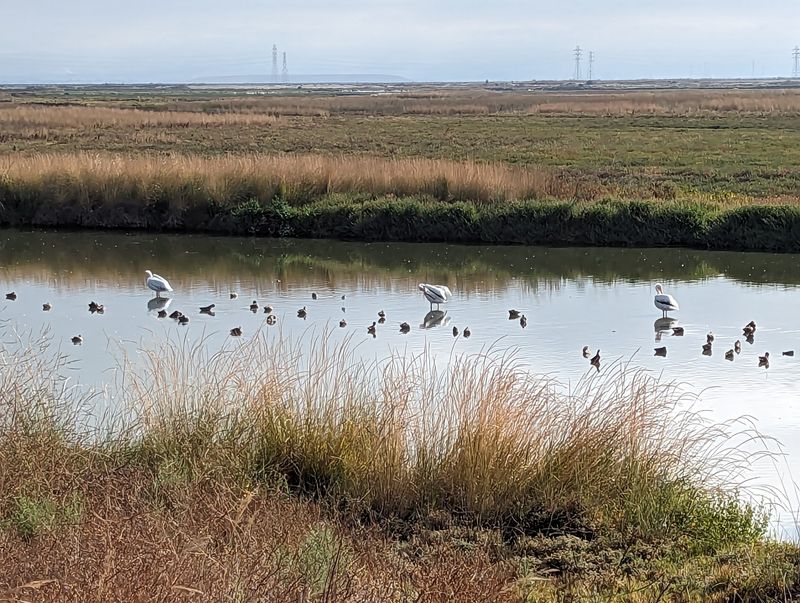 Fall Brings Migrating Birds Through The Area