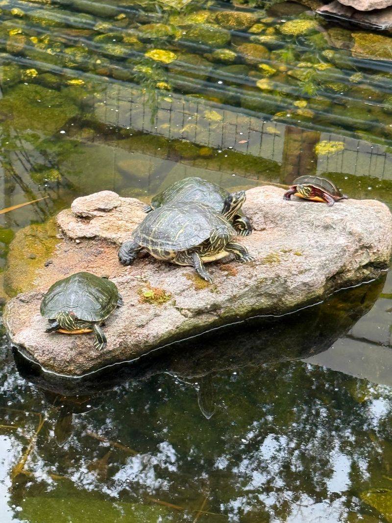 Plan Your Trip Before The Turtles Beat You There