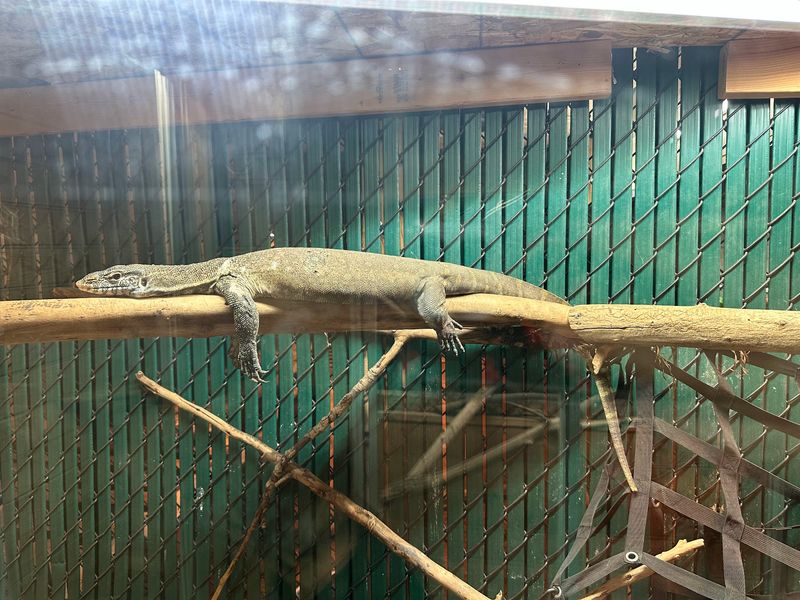 Hundreds Of Reptiles From Around The World Live Inside This Small Idaho Animal Center - Decor Hint Classroom Lessons That Come With Scales And Shells