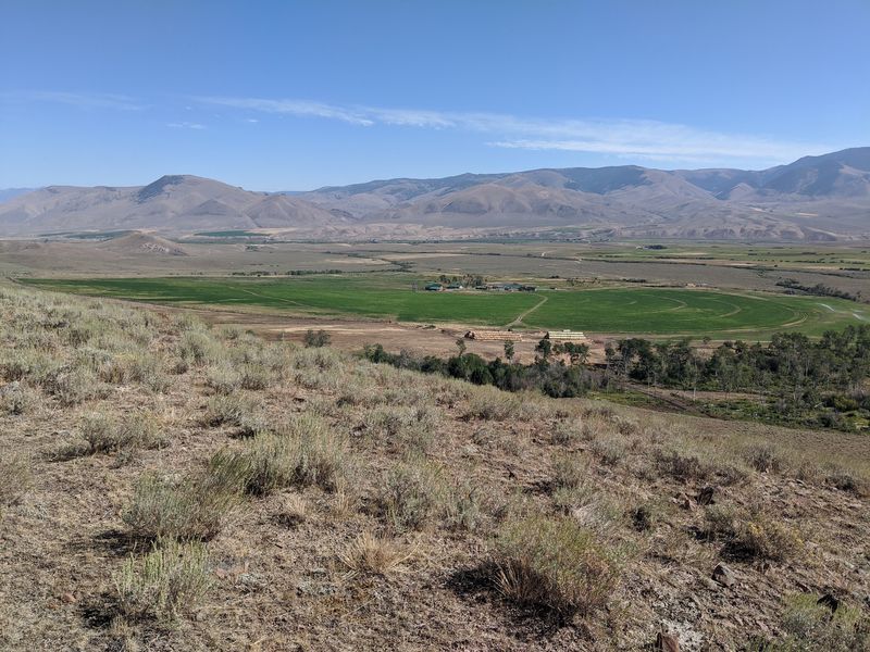Bison Graze The Pastures At Blackhorn Bison Ranch In Lemhi, Idaho - Decor Hint Thirty-Five Miles South Of Salmon