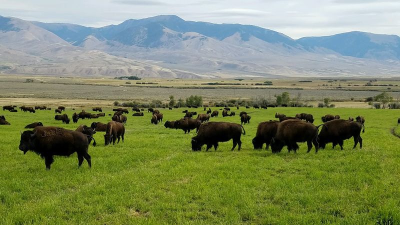Bison Graze The Pastures At Blackhorn Bison Ranch In Lemhi, Idaho - Decor Hint Bison Country Below The Lemhi Range