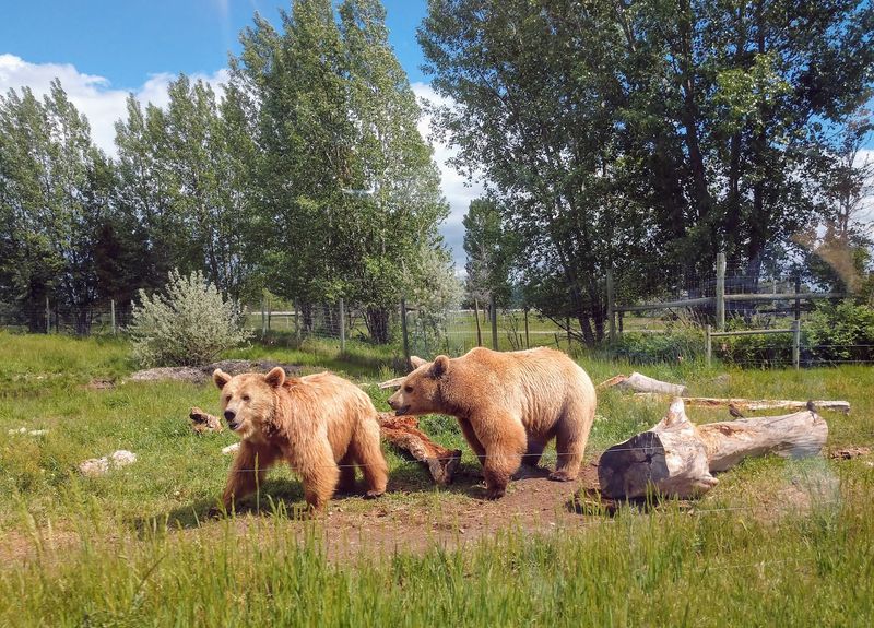 Black Bears, Brown Bears, And Grizzlies Along The Route