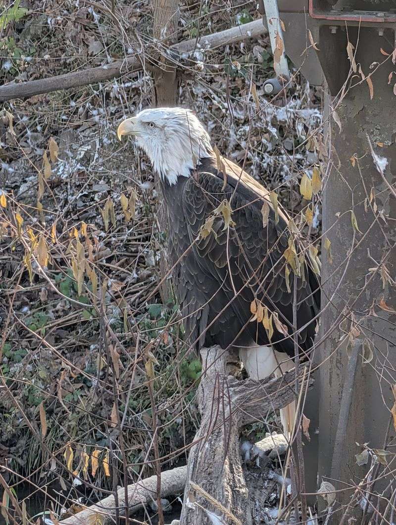 A Walk-In Eagle Aviary That Puts You Face To Beak