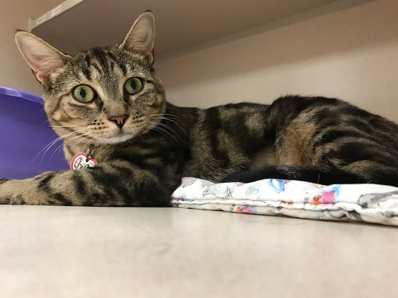 Protectors Of Animals, East Hartford