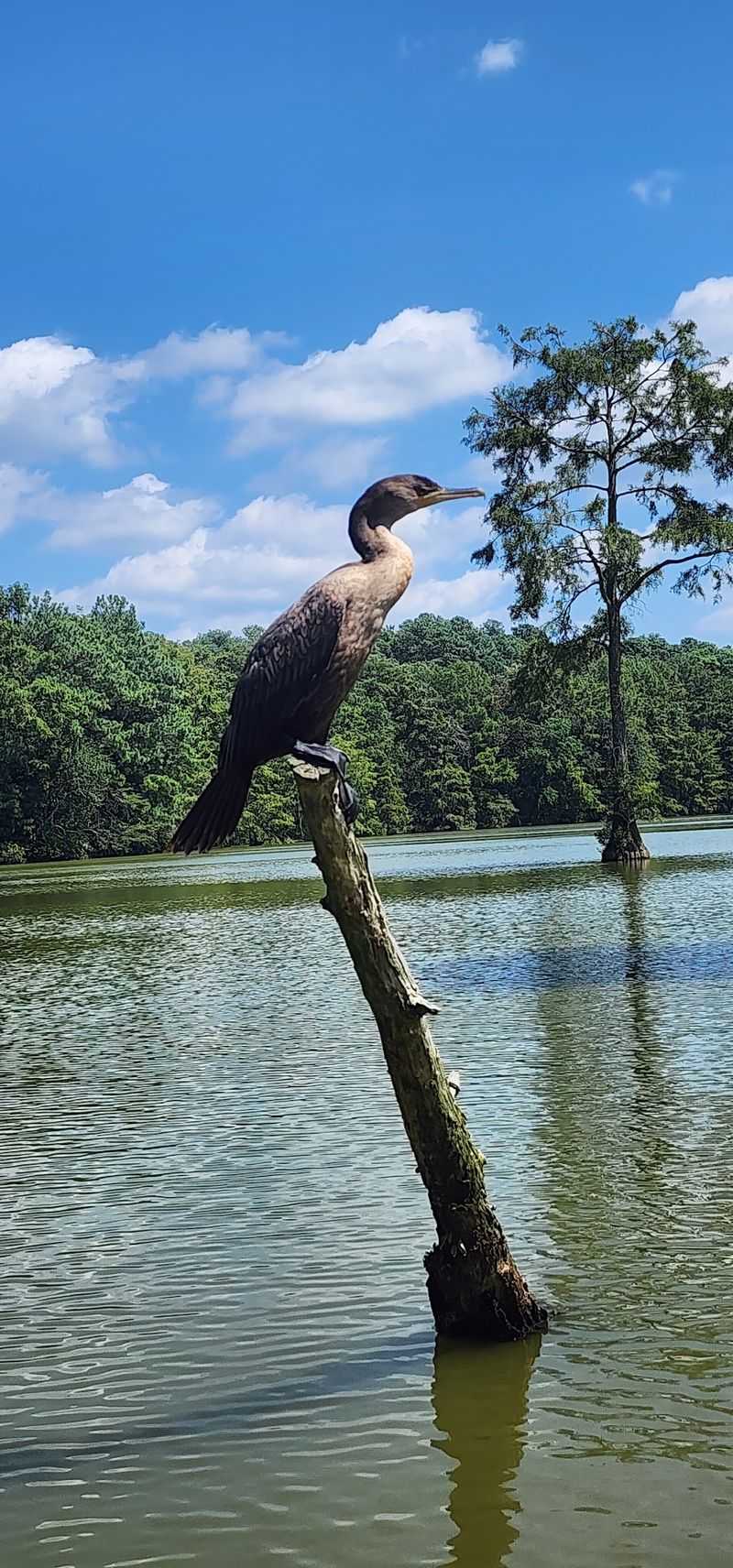 Keep Your Binoculars Close Because Eagles Show Up Here