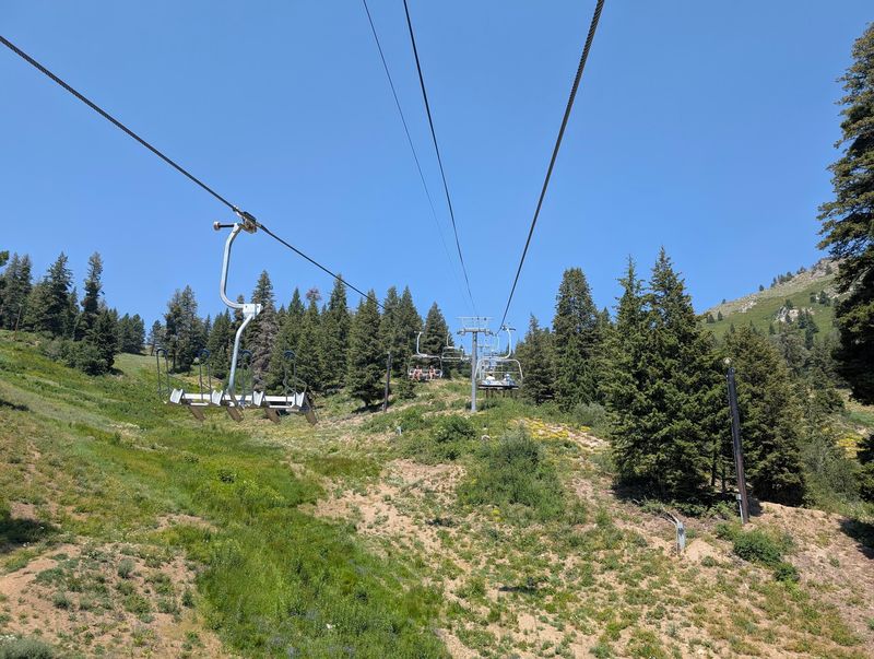 Chairlifts Above The Changing Trees